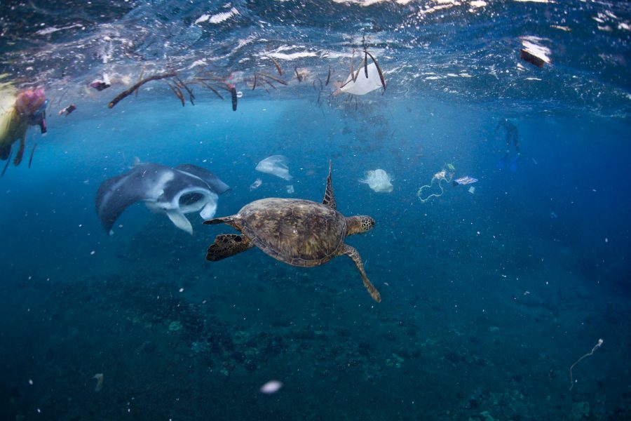 A manta ray and green sea turtle feed amongst the rubbish after strong winds blew garbage into the mouth of Hanauma Bay, Oahu. Here you can see plastic bags, milk jugs, string, and assorted plastic floating offshore at one of Oahu’s highest-rated beaches. John Johnson john@onebreathphoto.com
