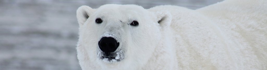 polar-bear-climate-change-environment