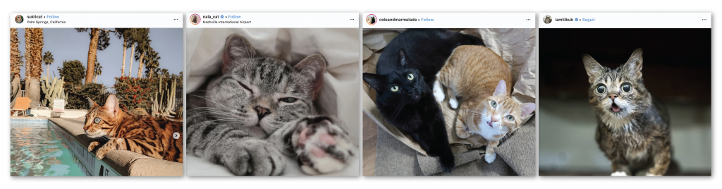 Instagram-cat-influencers