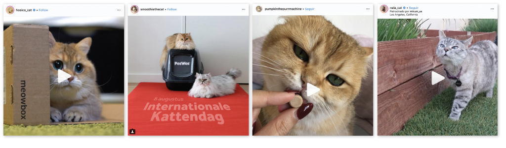 catfluencers sponsored posts cat stuff