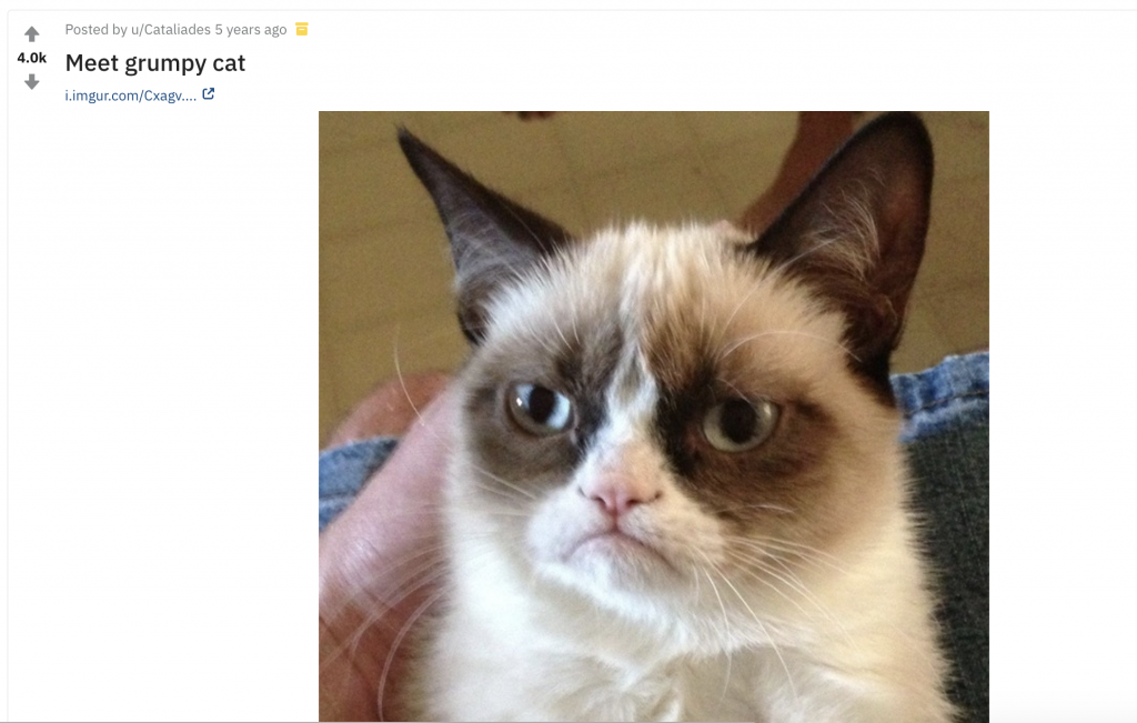 grumpy cat reddit